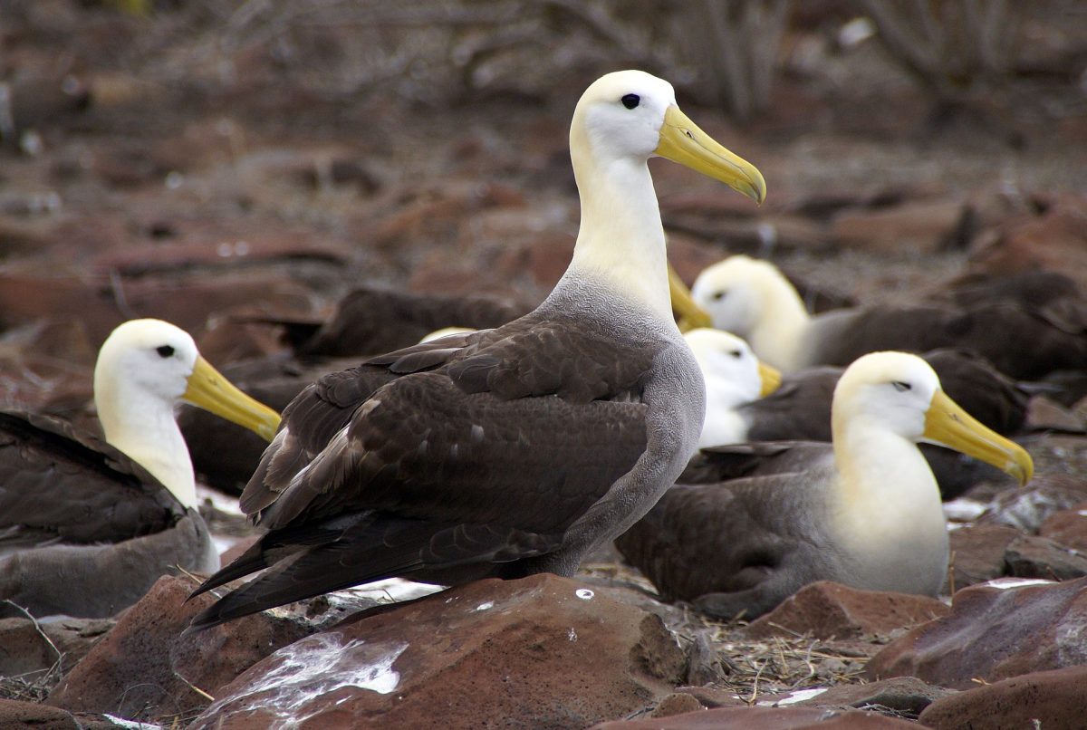 Escaping Snowpocalypse, Planning A Winter Galapagos Getaway