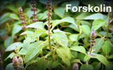 The Beginner’s Guide to Forskolin Supplementation