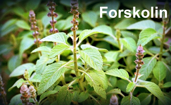 The Beginner’s Guide to Forskolin Supplementation