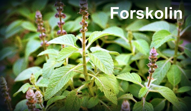 The Beginner’s Guide to Forskolin Supplementation