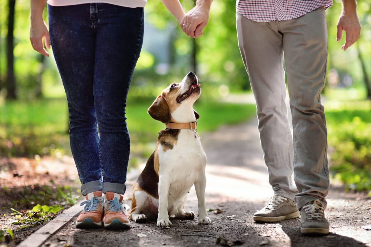 Planning To Adopt A Beagle? Here's What You Need To Know