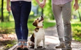 Planning To Adopt A Beagle? Here's What You Need To Know