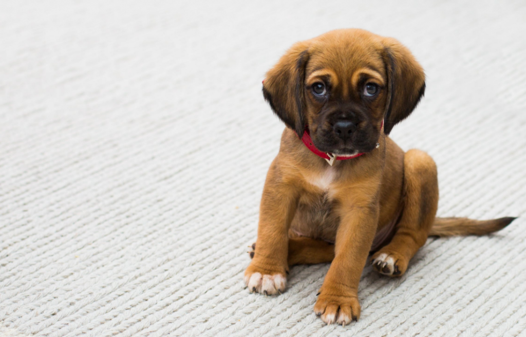 4 Tips for Getting Tough Pet Stains out of Your Carpet