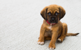 4 Tips for Getting Tough Pet Stains out of Your Carpet