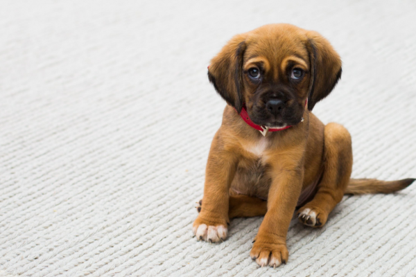 4 Tips for Getting Tough Pet Stains out of Your Carpet