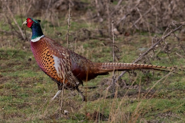 4 Gear Essentials For Bird Hunting